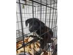 Adopt Porcupine A Black Australian Cattle Dog / Mixed Dog In Gulfport