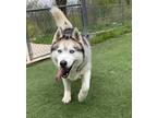 Adopt Max a White Husky / Mixed dog in Quincy, IL (34573365)