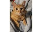 Adopt Simba a Orange or Red Tabby Domestic Shorthair / Mixed cat in White House