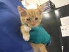 Adopt *SPINACH a Orange or Red Tabby Domestic Shorthair / Mixed (short coat) cat