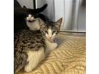 Adopt *LOUIE a Gray, Blue or Silver Tabby Domestic Shorthair / Mixed (short