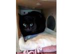Adopt JACK BLACK a All Black Domestic Shorthair / Mixed (short coat) cat in