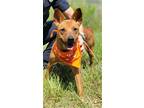Adopt ALLISON a Red/Golden/Orange/Chestnut Carolina Dog / Mixed dog in Baytown