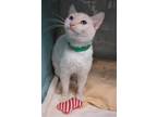 Adopt Tatiana A White Domestic Shorthair / Domestic Shorthair / Mixed Cat In