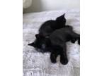 Adopt Thing 1 a All Black Domestic Shorthair / Mixed (short coat) cat in Huber