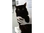 Adopt Jasmine A All Black Domestic Longhair / Domestic Shorthair / Mixed Cat In