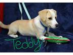 Adopt Teddy a White - with Tan, Yellow or Fawn Labrador Retriever / Mixed dog in