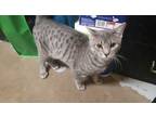 Adopt Joe a Gray, Blue or Silver Tabby Domestic Shorthair (short coat) cat in