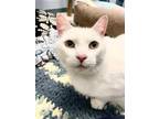 Adopt Chill - Kitchener a White Domestic Shorthair / Domestic Shorthair / Mixed