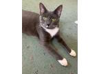 Adopt Queen a Gray or Blue (Mostly) Domestic Shorthair / Mixed (short coat) cat