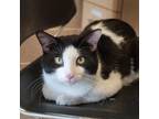 Adopt Jack A All Black Domestic Shorthair / Domestic Shorthair / Mixed Cat In