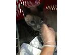 Adopt Ramses a Gray or Blue Domestic Shorthair / Domestic Shorthair / Mixed cat
