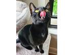 Boden, Domestic Shorthair For Adoption In Chicago, Illinois