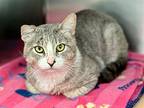 Marvin, Domestic Shorthair For Adoption In Jackson, New Jersey