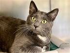 Milo, Domestic Shorthair For Adoption In Jackson, New Jersey
