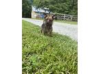 Ziggy, Terrier (unknown Type, Small) For Adoption In Mebane, North Carolina