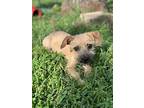 Terrier (unknown Type, Small) For Adoption In Madison, Wisconsin