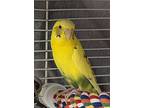 Tweety Bonded To Rio, Budgie For Adoption In Comox, British Columbia
