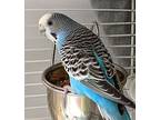 Rio Bonded To Tweety, Budgie For Adoption In Comox, British Columbia