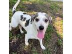 Cheech, Jack Russell Terrier For Adoption In Tampa, Florida