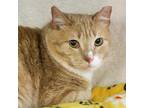 Billy Boy, Domestic Shorthair For Adoption In Madison, Wisconsin