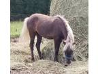 Silver Yearling Pony Filly