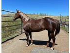 Delilah 13 year old 142hh chestnut Quarter Horsemix mare