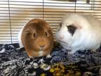Adopt Sugar&Spice (Gainesville) cage a Brown or Chocolate Guinea Pig (short