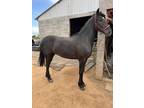 34 Friesian mare registered