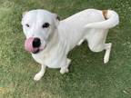 Adopt Johnny a Pit Bull Terrier, Hound