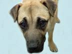 Adopt HARMONY* a German Shepherd Dog, Mixed Breed