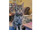 Adopt Spice - A special cat with special needs! a Domestic Short Hair, Tabby