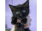 Adopt Trouble A Domestic Short Hair