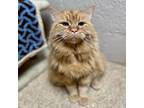 Adopt Garfield a Domestic Long Hair, Maine Coon