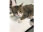 Adopt IPSWITCH* a Domestic Short Hair