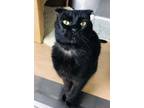 Adopt BK (Black Kitty) a Scottish Fold