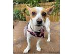 Adopt Skip a Parson Russell Terrier, Pembroke Welsh Corgi