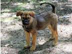 Adopt Bella - cuteness alert! a Australian Cattle Dog / Blue Heeler, Shiba Inu