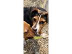 Adopt Kona a Jack Russell Terrier, Beagle