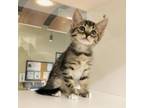 Adopt Orchid a American Shorthair