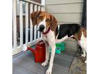 Adopt Chester a Treeing Walker Coonhound