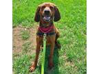 Adopt Beau a Redbone Coonhound