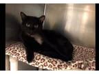 Adopt Luther a Domestic Short Hair