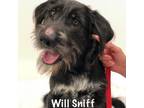 Adopt Will Sniff a German Wirehaired Pointer, Mixed Breed