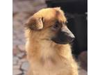 Adopt The Boss updated info a German Spitz, Poodle