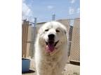 Adopt Millie a Great Pyrenees