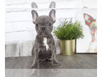 French Bulldog PUPPY FOR SALE ADN-390565 - Chloe Female French Bulldog