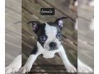 Boston Terrier PUPPY FOR SALE ADN-390768 - Boston puppies for sale