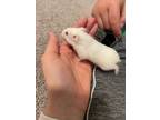 Adopt Harper a Dwarf Hamster