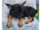 French Bulldog PUPPY FOR SALE ADN-390621 - Pretty Frenchie from Europe